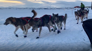 Iditarod Leader Loses Race Lead After His Dogs Quit